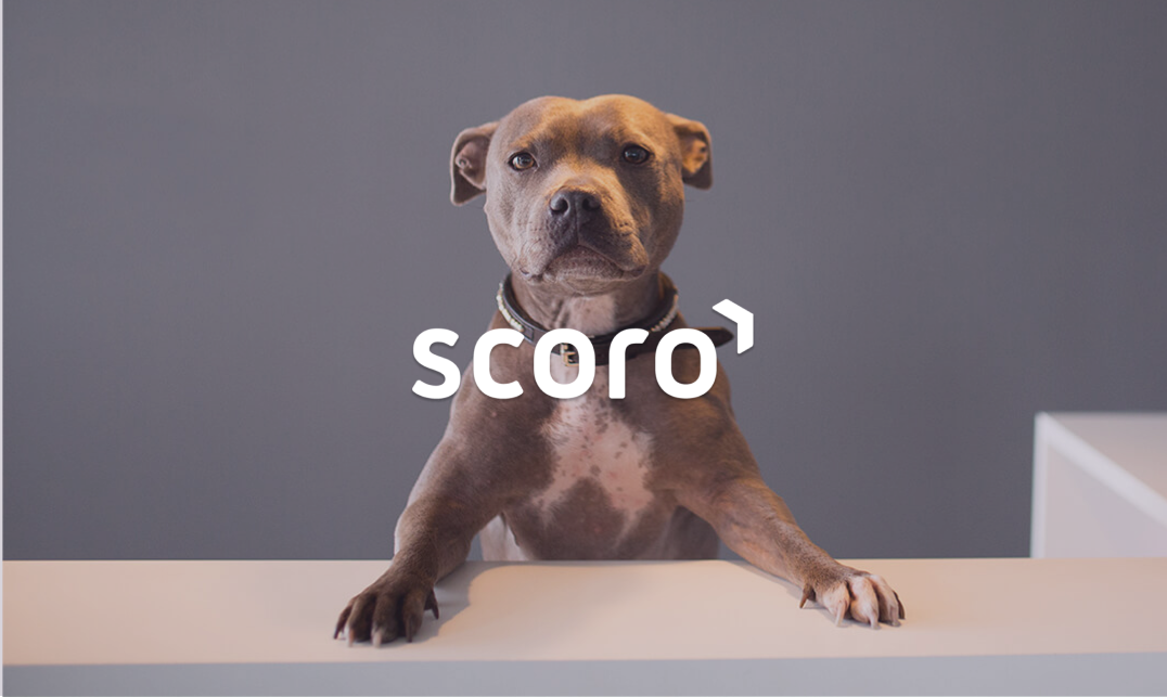 Scoro dog in an office