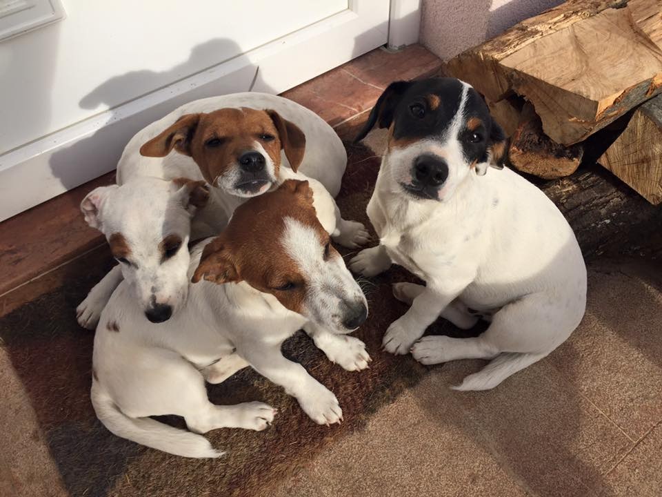 Four cute dogs huddled together